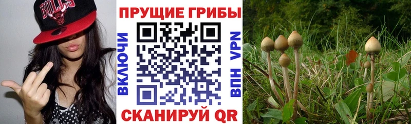 Галлюциногенные грибы Psilocybine cubensis Чадан